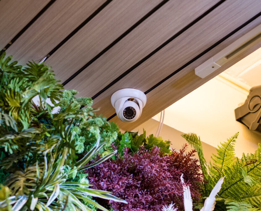 Dome security CCTV Hidden on corner room with plant decorate